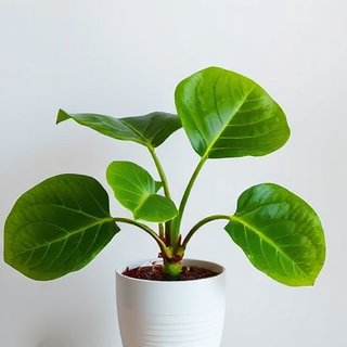 Selection of indoor air purifying plants ready for delivery